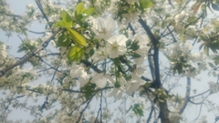 Prunus davidiana