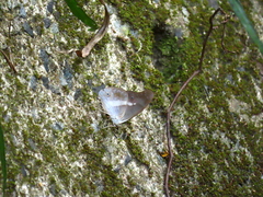 Eulaceura osteria