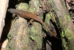 Eutropis rugifera