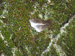 Eulaceura osteria