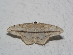 Eutoea heteroneurata