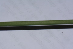 Juncus semisolidus