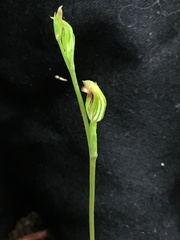 Pterostylis rubescens