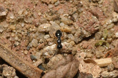 Conostigmus