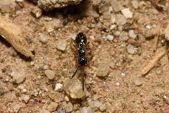 Conostigmus