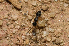 Conostigmus