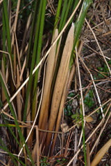 Juncus semisolidus
