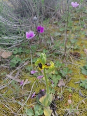 Ophrys lutea phryganae