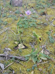 Ophrys lutea phryganae