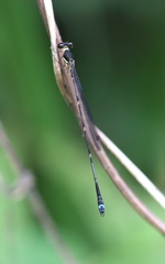 Protosticta linduensis