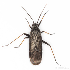 Orthocephalus saltator