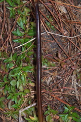 Juncus semisolidus
