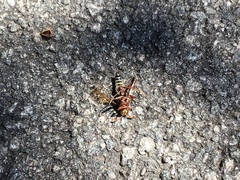 Polistes fastidiosus