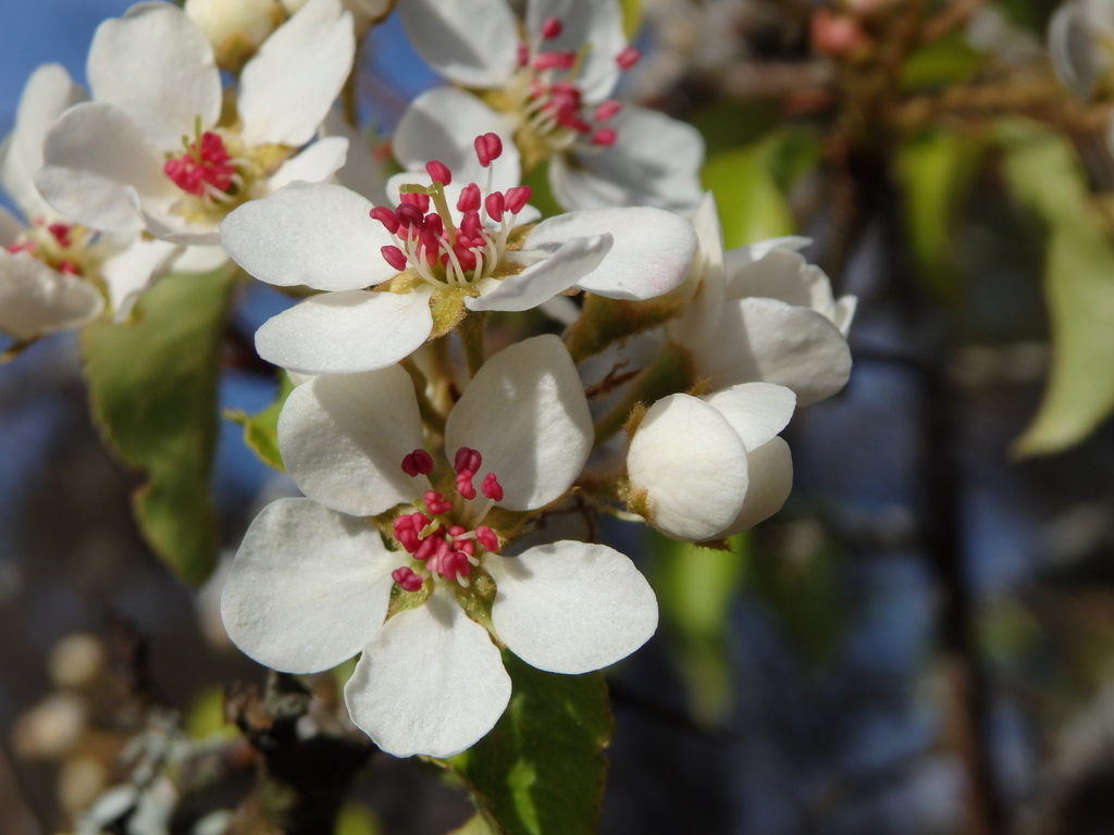 Plymouth pear (Pyrus cordata)