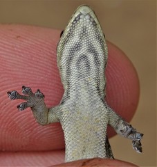 Lygodactylus gutturalis