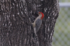 Melanerpes carolinus