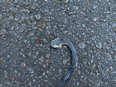 Dendrelaphis formosus