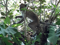 Macaca fascicularis