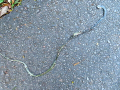 Dendrelaphis formosus