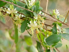 Cadaba fruticosa