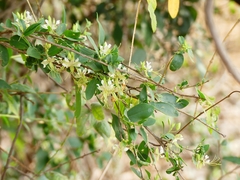 Cadaba fruticosa