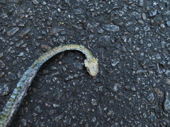 Dendrelaphis formosus