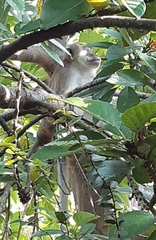 Macaca fascicularis