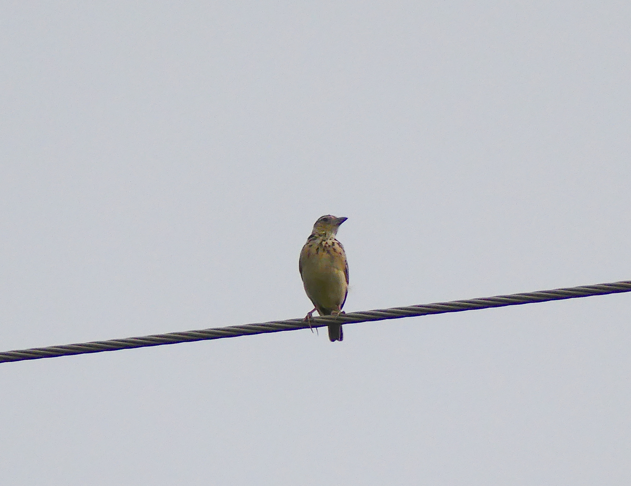 Jerdon's Bushlark