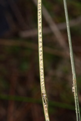 Juncus semisolidus