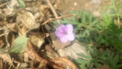 Erodium stephanianum