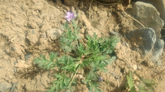 Erodium stephanianum