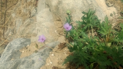 Erodium stephanianum