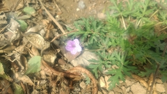 Erodium stephanianum