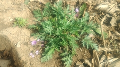 Erodium stephanianum