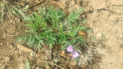 Erodium stephanianum