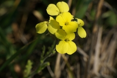 Biscutella cichoriifolia