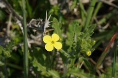 Biscutella cichoriifolia