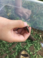 Trachylepis striata