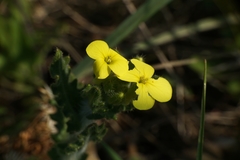 Biscutella cichoriifolia