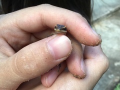 Trachylepis striata