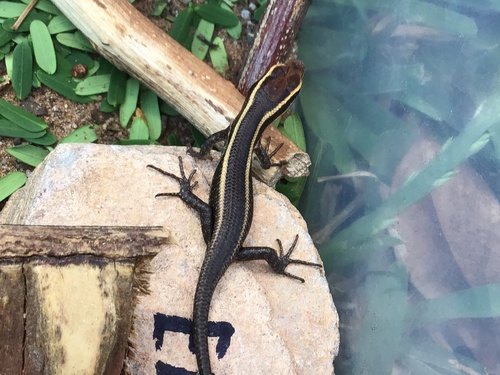 African Striped Skink