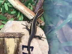 Trachylepis striata