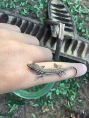 Lygodactylus capensis