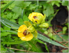 Ophrys lutea lutea