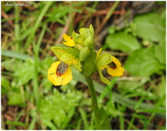 Ophrys lutea lutea