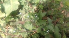 Thyrocarpus glochidiatus