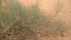 Calligonum polygonoides