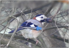 Garrulus glandarius cervicalis
