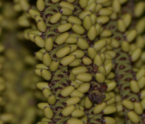 Alloschmidia observed 2020-12-03