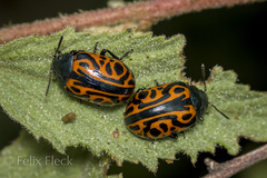 Calligrapha mexicana